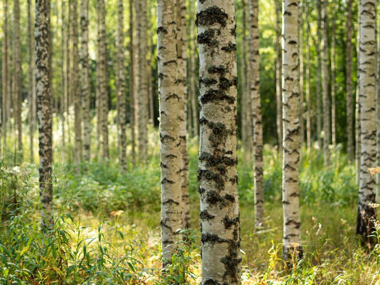 Birch trees in a green Finnish forest